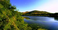 Paysage végétal du lac vert