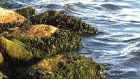 Moules sur algues dans les rochers de la mer