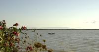 Plantes d&#39;été et mer