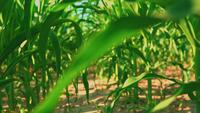 Gros plan Cornfield