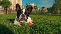 Chiot posant en plein air paysage urbain