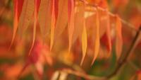 Incroyable branche d&#39;automne avec feuillage