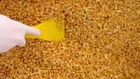 Production d&#39;arachides en gros plan