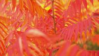 Feuilles rouges sur une branche dans le parc automnal