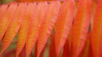 Feuillage coloré se balançant dans le vent