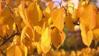 Feuillage jaune en automne