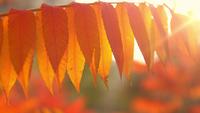 Arbre d&#39;automne dans une journée ensoleillée