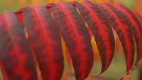 Nature d&#39;automne se bouchent