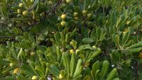 Usine de Pittosporum Tobira