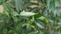 Gros plan de la chenille Daphnis nerii rampant