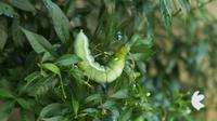 Vue de dessus rampant Daphnis nerii chenille