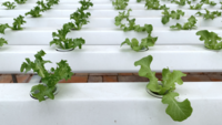 Vegetables plant in farm