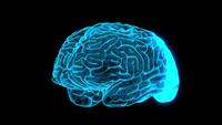 Brain_fui_360alpha