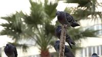 Pigeon assis sur un poteau
