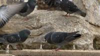 Les pigeons mâles se battent pour les droits du harem