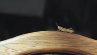 Grasshopper on a Wooden Board