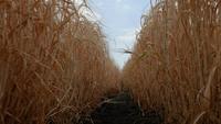 Ripe Spikelets of Wheat and Rye