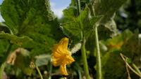 Yellow Flowers of Cucumbers