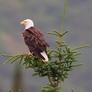 Colorado_bald_eagle