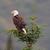 Colorado_bald_eagle
